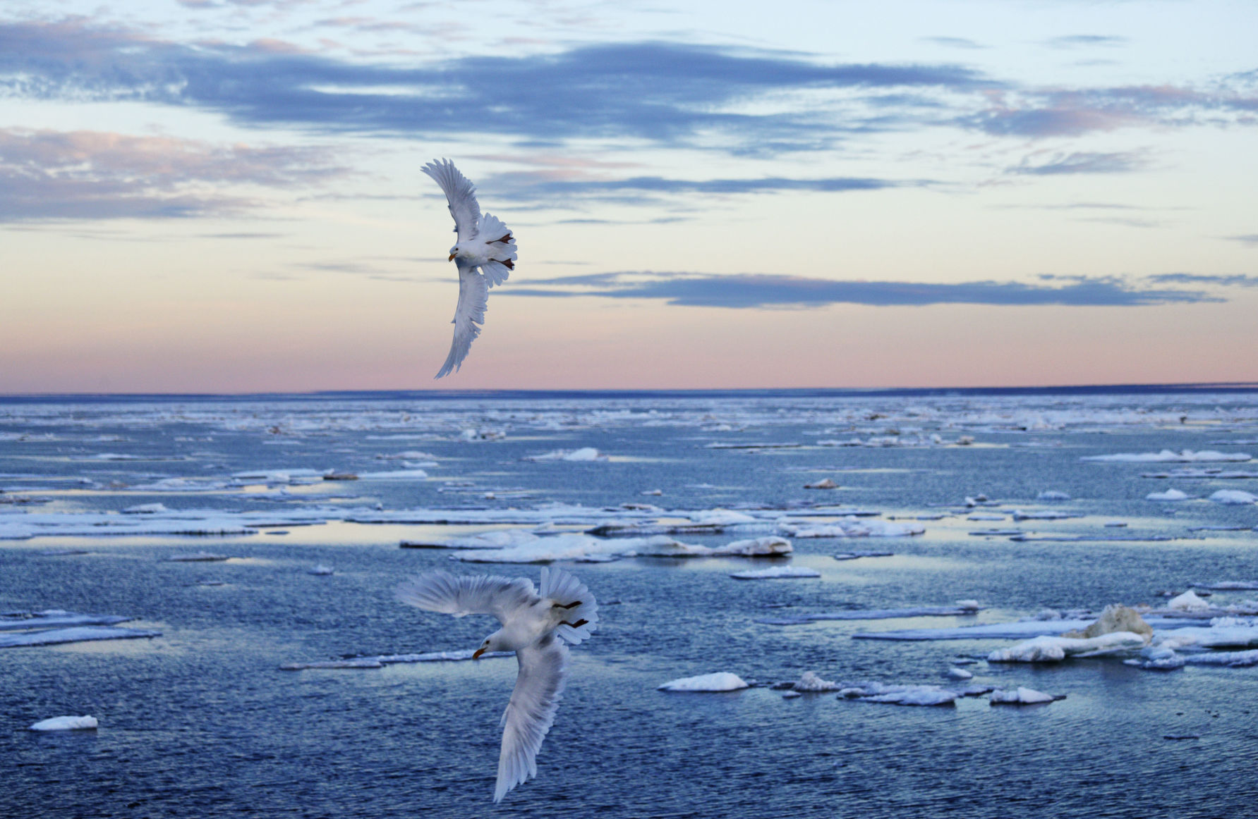 Battle for the Arctic
